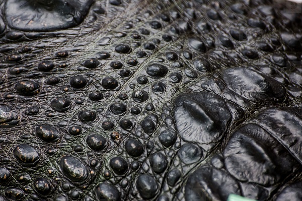 Tại sao giày da cá sấu luôn là lựa chọn cho các quý ông